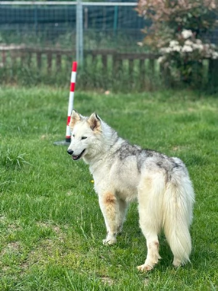 Donut una dolcezza di Husky | Foto 5