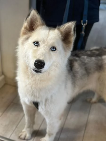 Donut una dolcezza di Husky | Foto 4
