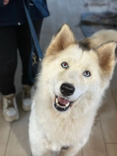 Donut una dolcezza di Husky | Foto 3