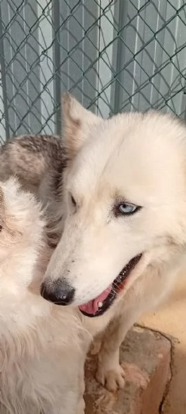 Donut una dolcezza di Husky | Foto 5