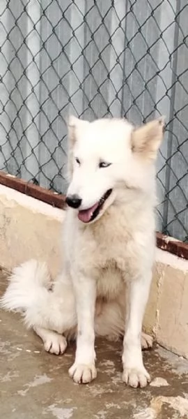 Donut una dolcezza di Husky | Foto 4