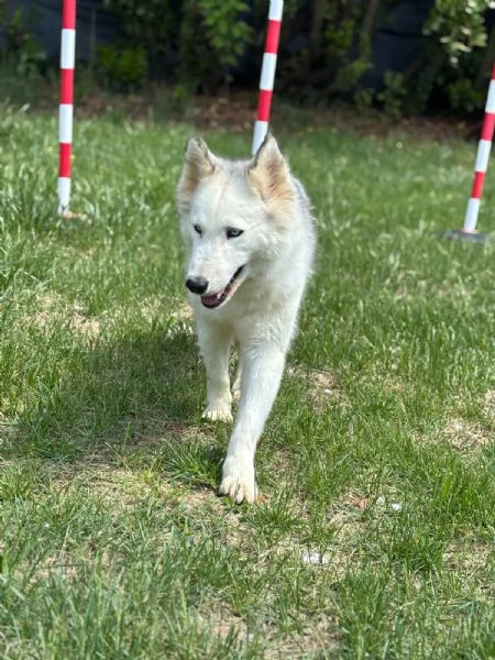 Donut una dolcezza di Husky | Foto 2