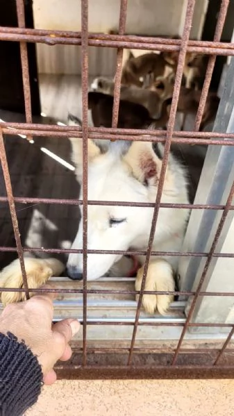 Donut una dolcezza di Husky | Foto 3