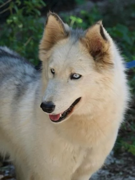 Donut una dolcezza di Husky | Foto 1
