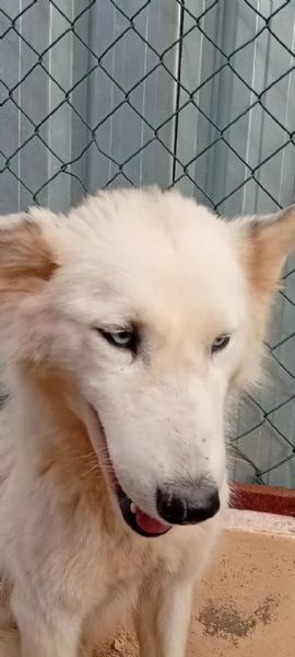 Donut una dolcezza di Husky | Foto 2