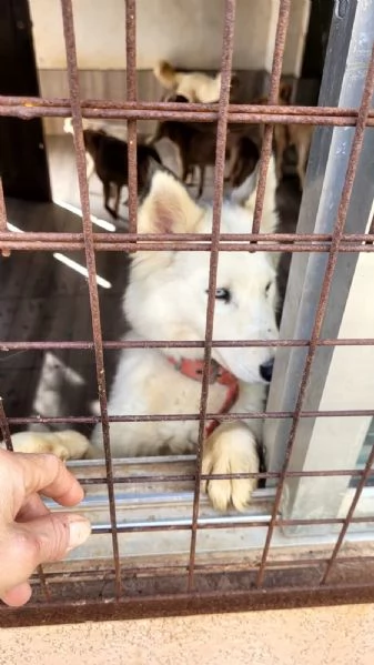 Donut una dolcezza di Husky | Foto 1