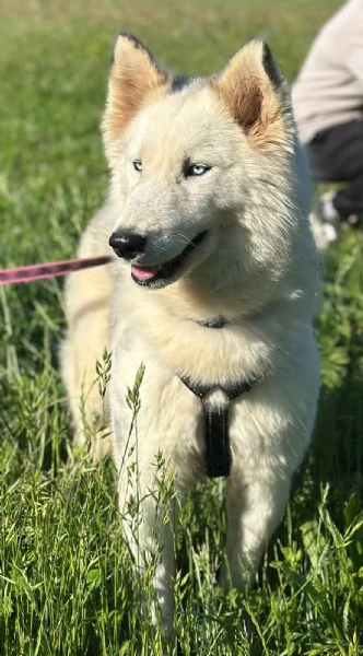 Donut una dolcezza di Husky | Foto 1