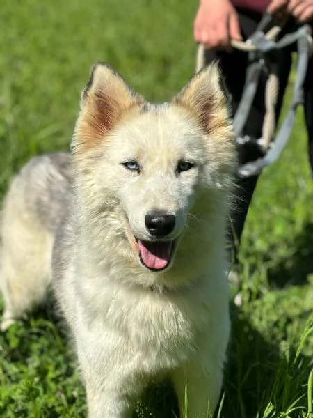Donut una dolcezza di Husky | Foto 5