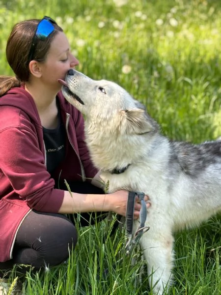 Donut una dolcezza di Husky | Foto 4