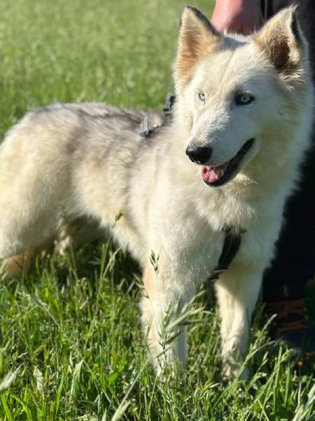 Donut una dolcezza di Husky | Foto 0