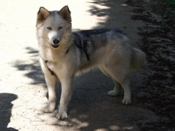 Donut una dolcezza di Husky | Foto 0