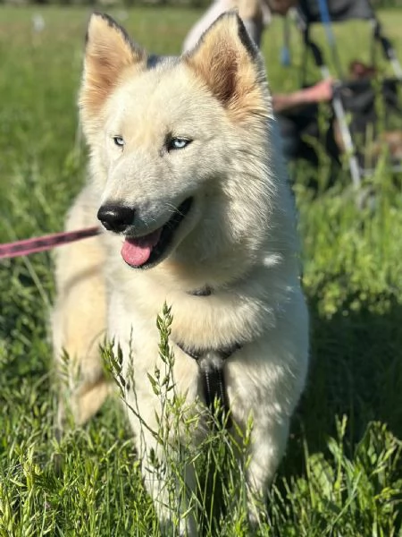 Donut una dolcezza di Husky