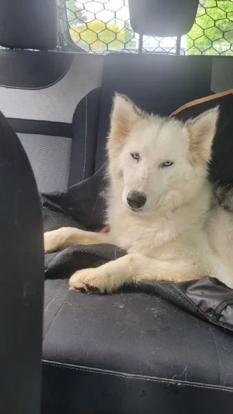 Donut una dolcezza di Husky | Foto 3