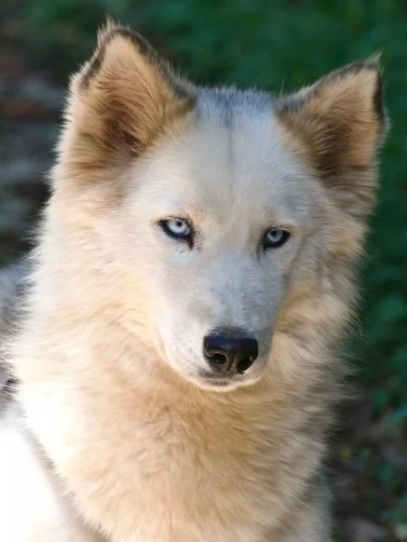 Donut una dolcezza di Husky