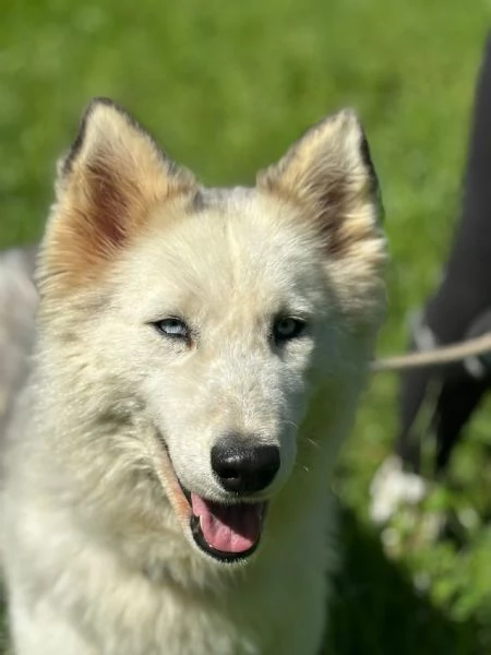Donut una dolcezza di Husky
