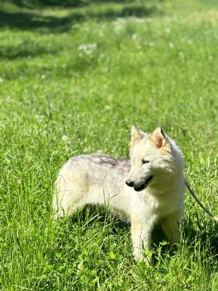 Donut una dolcezza di Husky | Foto 0