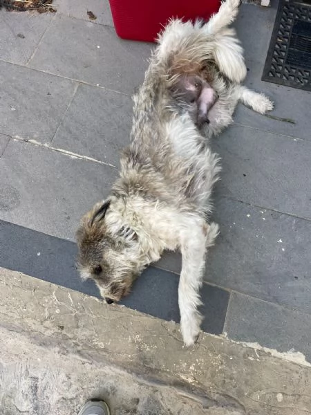 Misty una giocherellona spettinata | Foto 3