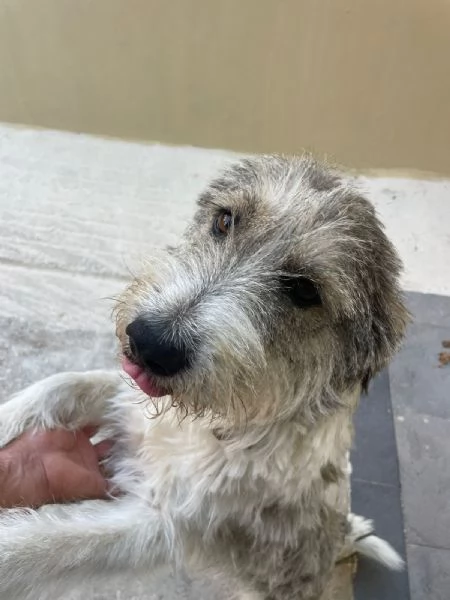 Misty una giocherellona spettinata | Foto 1