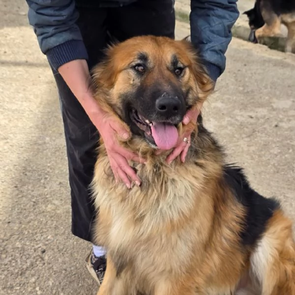 Panko un coccolone da adottare | Foto 5