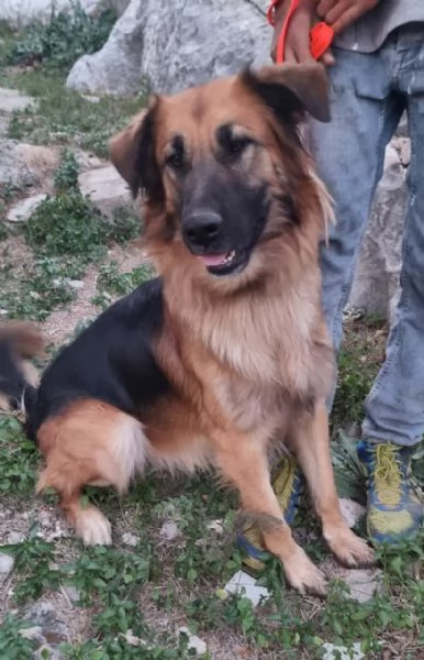 Panko un coccolone da adottare | Foto 4