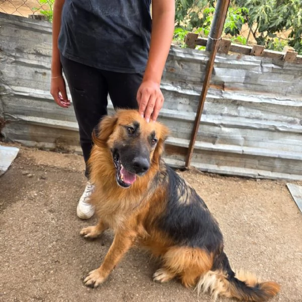 Panko un coccolone da adottare | Foto 3