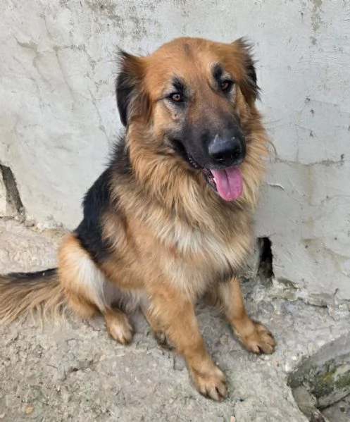 Panko un coccolone da adottare