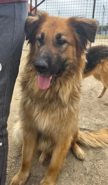 Panko un coccolone da adottare | Foto 2