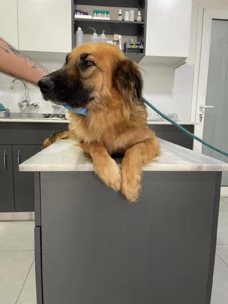 Panko un coccolone da adottare | Foto 1