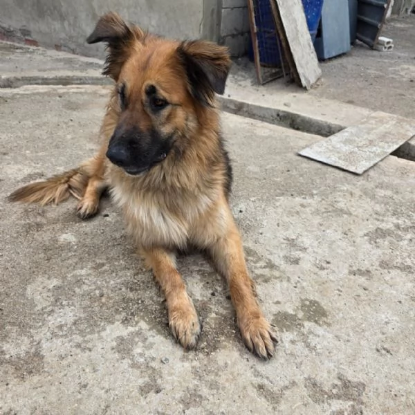 Panko un coccolone da adottare | Foto 0