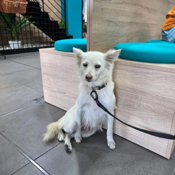 Pepper una dolcissima pelosetta | Foto 5