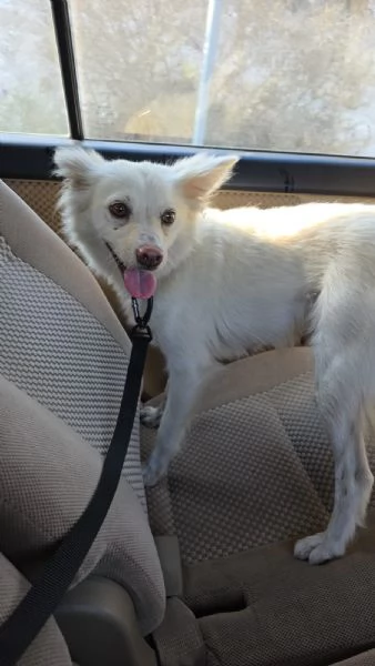 Pepper una dolcissima pelosetta | Foto 4