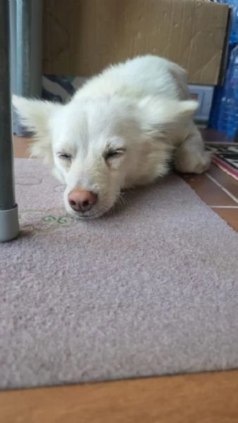 Pepper una dolcissima pelosetta | Foto 2