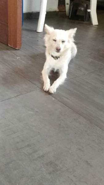 Pepper una dolcissima pelosetta | Foto 1