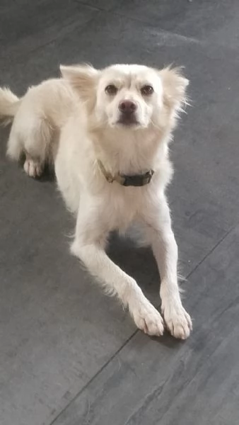 Pepper una dolcissima pelosetta