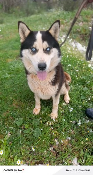 Simba splendido simil Malamute dagli occhi color cielo