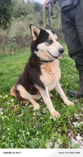 Simba splendido simil Malamute dagli occhi color cielo | Foto 4