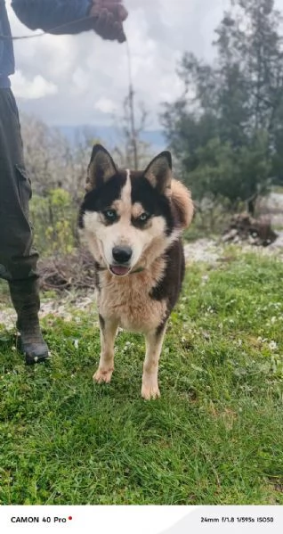 Simba splendido simil Malamute dagli occhi color cielo | Foto 3