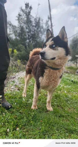 Simba splendido simil Malamute dagli occhi color cielo | Foto 2