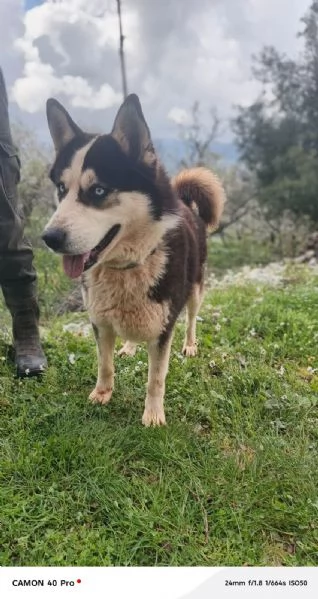 Simba splendido simil Malamute dagli occhi color cielo | Foto 1