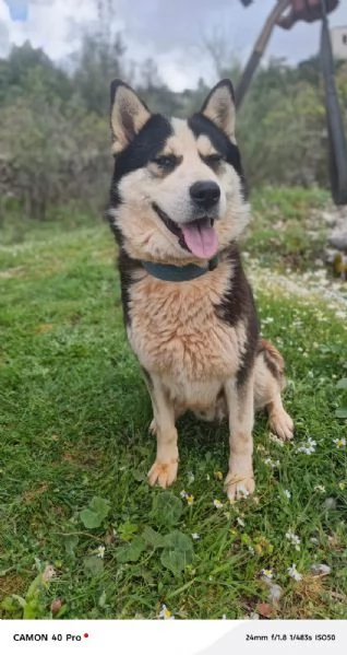 Simba splendido simil Malamute dagli occhi color cielo | Foto 0