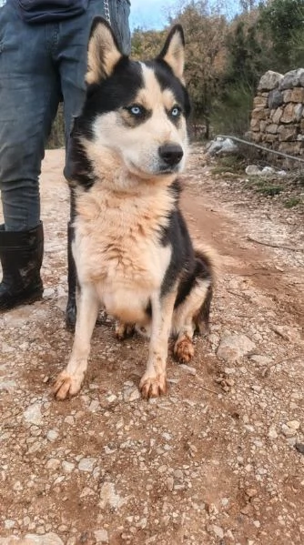 Simba splendido simil Malamute dagli occhi color cielo | Foto 5