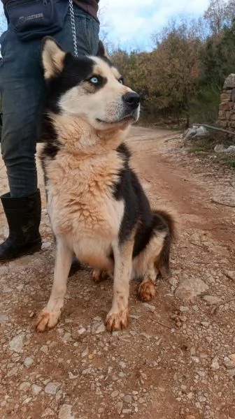 Simba splendido simil Malamute dagli occhi color cielo | Foto 3
