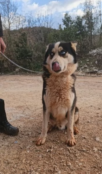 Simba splendido simil Malamute dagli occhi color cielo | Foto 2