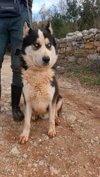 Simba splendido simil Malamute dagli occhi color cielo | Foto 1