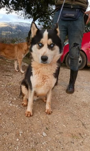 Simba splendido simil Malamute dagli occhi color cielo | Foto 0
