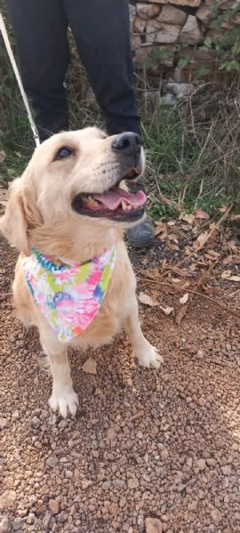 Cindrella una splendida Golden Retriever | Foto 6