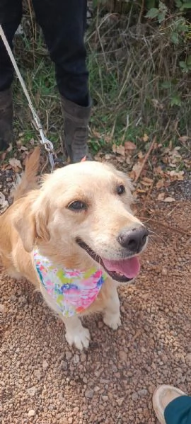 Cindrella una splendida Golden Retriever | Foto 5