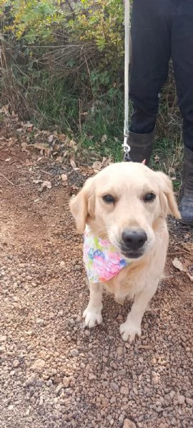 Cindrella una splendida Golden Retriever | Foto 4