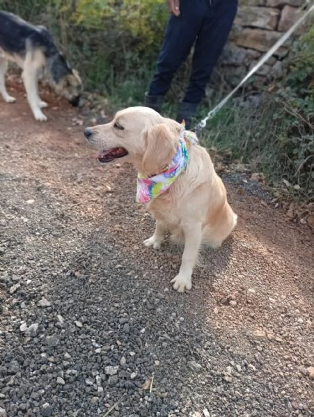 Cindrella una splendida Golden Retriever | Foto 3