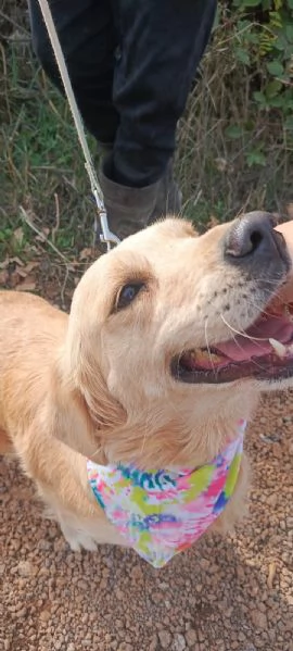 Cindrella una splendida Golden Retriever | Foto 0